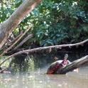 Guard Turtle